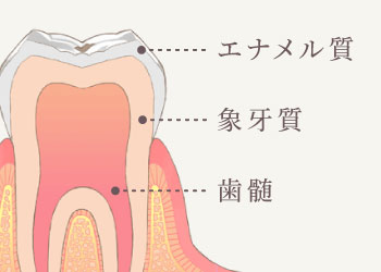 エナメル質/象牙質/歯髄